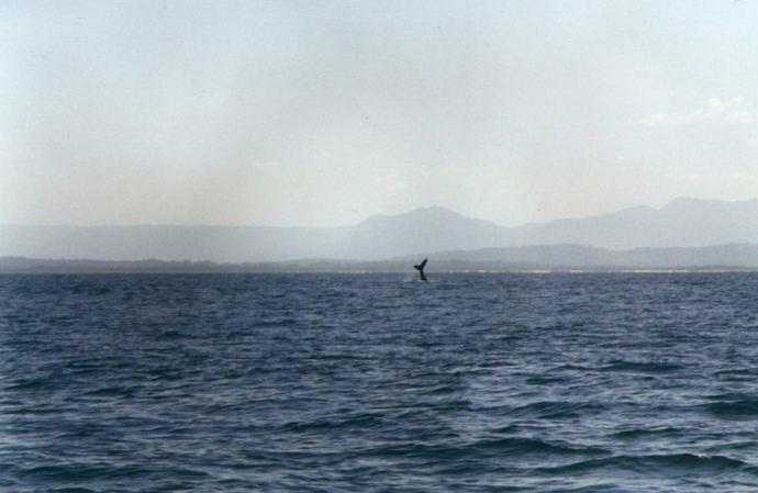 Picture:1
